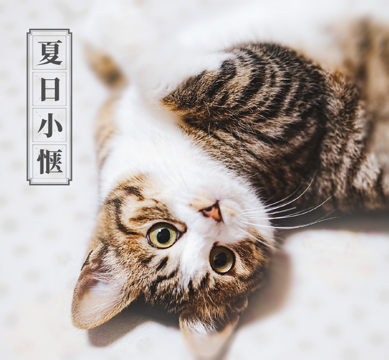 猫咪微信朋友圈封面设计