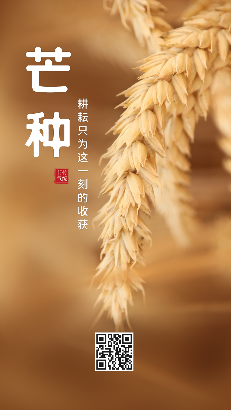 二十四节气麦子芒种手机海报