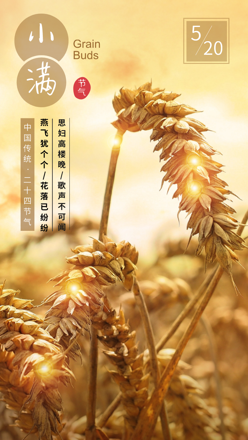 小满麦子24节气手机海报
